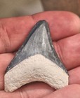 1 - 3 4   Bone Valley Blue And White Megalodon Tooth  1