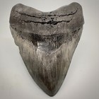 Very Thick large heavy Sharply Serrated 5 23  Fossil Megalodon Tooth - Usa