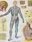 1903 Johnston Charts Of Human Anatomy   Physiology Plate  7 Nervous System Vtg