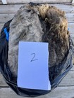 Raw Sheep Wool - Navajo Churro Sheep 6  Lbs Per Fleece -  10 Shipping