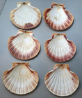 Lot Of 6 Scallop Shells Seashells Baking Serving Crafts Nautical Beach Decor 5 
