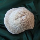 White Natural Hard Coral Ocean Marine Salt Water Aquarium Decor Art 8 X 6   