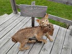 Taxidermy Standing Bobcat With Grouse Den Man Cave Hunting Cabin Predator Prey