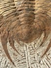 Extra Large Fossil Trilobite Is    14 5 X 11 1 4   Total Item Size 17  X 14 5 