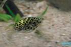 Pack 3  Leopard Puffer 1 Inch  tetraodon Nigroviridis  Live Fish Free Shipping