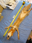 Tanned  Grey Fox With Feet Claws Soft Winter Fur  Animal Hide Good Leather