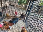 6  Kikirikis Hatching Eggs