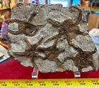 Mass Mortality Fossil Starfish Geocoma Carinata Morocco 150 Million Years Old
