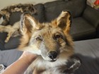 Adorable  Soft Fur Dakota Gold Fox Softmount 