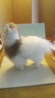 Real Alpaca Fur Stuffed Plush Standing Llama Animal Figure Brown white 10 1 2 
