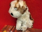 Steiff Vintage 1950 s  molly  Dog 7 In Sitting White Carmel Tip Mohair Ean 3310