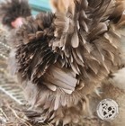 Silkie Hatching Eggs 6 Chocolate Mauve Mottled Silkie  Showgirl  Frizzle Npip 