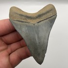 Megalodon Shark Tooth Real High Quality Golden Beach Venice Florida 3 3   