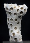 Coral Fossil Specimen Fossilized Natural Ocean Sea Life Sample Maryland Usa