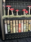 Oddities Shelf Curiousity Cabinet Alice In Wonderland Theme Style