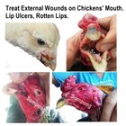 Rooster Chicken Relieve Wounds On Chicken s Mouth beak Ulcers rotten Lips 10mlx6