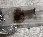 Lasius Neoniger Queen And Workers