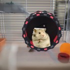 Chinchillas Exercise Wheel Small Pets Running Wheel Small Pet Exercise Wheel