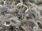Raw Alpaca Fiber     Belly   Legs    1st 2nd Cuttings  Not Sorted  Vm  5  Oz 