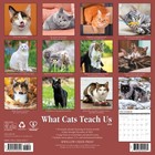 What Cats Teach Us 2026 12  X 12  Wall Calendar  free Shipping 