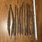 Authentic Wild Pheasant Tail Feathers  10 Pieces  16-20 Inches