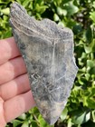 Natural Beautiful 3 77    Megalodon Tooth Fossil Shark Teeth
