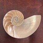Cut Tiger Nautilus Shell Half Split Sectioned Natural Sea Shell Specimen 5 