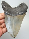 Megalodon Shark Tooth Real Fossil - 4 40    Shark Teeth No Restorations No Repairs