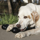 Kong   Extreme Rubber Goodie Bone For Power Chewers  Large For Dogs Between 30-60