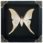 Real Luna Moth Shadow Box Taxidermy Insect Framed Specimen Oddities Wall Decor