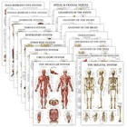 18 Pack - Anatomical Posters - Laminated - Muscular  Skeletal  Digestive  