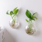 Wall Propagation Planter 6 Pack Glass Wall Planter Oblate Hanging Terrarium