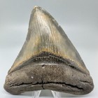 Very Wide And Super Colorful 4 80  Serrated Fossil Megalodon Shark Tooth