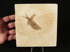 Two  Diplomystus Fish Fossils In Matrix  From Fossil Lake Wyoming  272gr