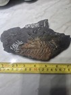 2 3 Million Years Old Fossil