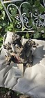 Vntage 5-headed Smoke Breathing Dragon Incense Burner Elegant Expressions 8 
