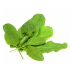 Sorrel Seeds  large Leaf    Heirloom   Free Shipping   Herb Seeds   1161