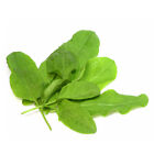 Sorrel Seeds  large Leaf    Heirloom   Non-gmo   Free Shipping   Herb Seeds 1161