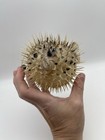 Vtg Real Dried Puffer Porcupine Fish Blowfish 8    X 6    Taxidermy Sharp Spines