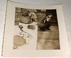 Rare Antique Vintage American Pet Kittens   Chihuahua Dog Snapshot Photo  1940 s