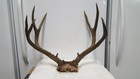 Beautiful Brown Beaded 5x5 Colorado Mule Deer Rack Antlers Whitetail Mount Sheds