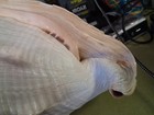 Large Natural Conch Seashell  Peach brown Striped Interior