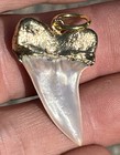 Fossil Mako Shark Tooth Pendant  1 3 8     - Electroformed Gold Plated Necklace