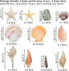 Sea Shells Mixed Beach Seashells 9 Kinds 1 23 5 Various Sizes Natural Seashell