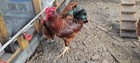 12 Fresh And Fertile Rhode Island Red Chicken Hatching Eggs-farm Raised