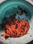 Live Red Wiggler Worms  Garden Time  Red Wiggler Compost Worms  Live