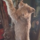 Bobcat Taxidermy Standing