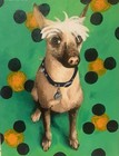 Custom Pet Portraits 11x14 Inches