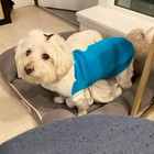 Pet Dog Sweaters Classic Knitwear Turtleneck Winter Warm Puppy Clothing Cute Str