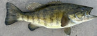 18  Smallmouth Bass Freshwater Taxidermy Fish Wall Mount Bass Beautifully Done